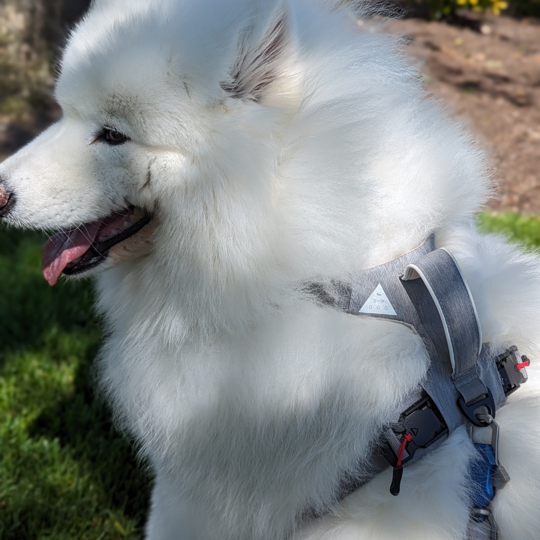 Magnetic Easy-On Harness with Handle