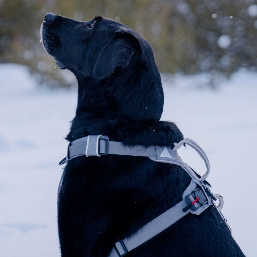 Magnetic Easy-On Harness with Handle