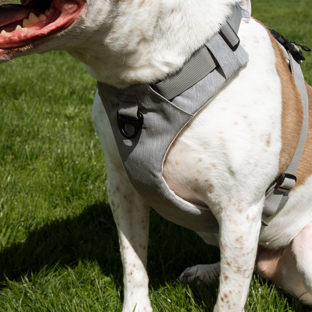 Magnetic Easy-On Harness with Handle