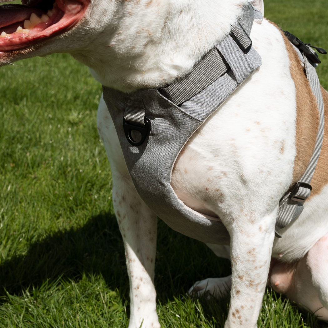 Magnetic Easy-On Harness with Handle
