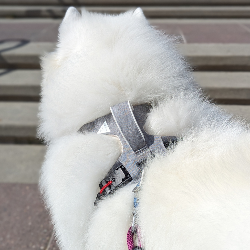 Magnetic Easy-On Harness with Handle