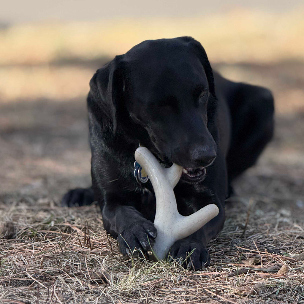 Ever Antler Nylon Chew (SodaPup, USA Made)
