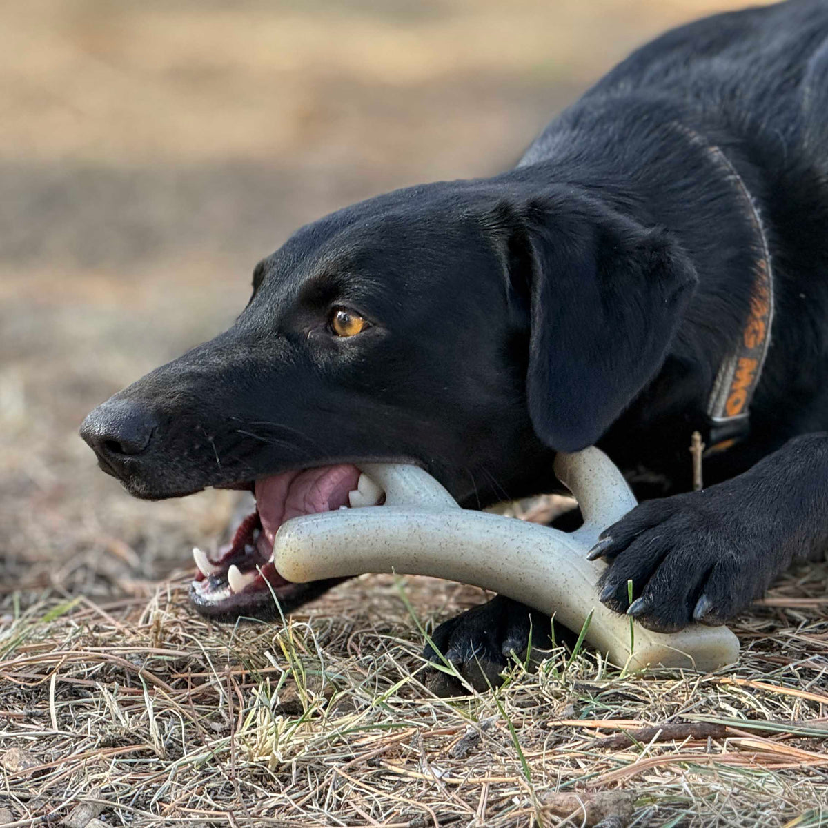 Ever Antler Nylon Chew (SodaPup, USA Made)