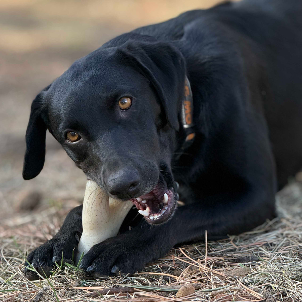 Ever Antler Nylon Chew (SodaPup, USA Made)