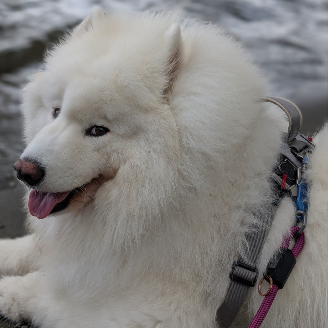 One-Hand Magnetic Leash