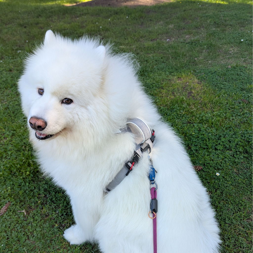 Magnetic Easy-On Harness with Handle