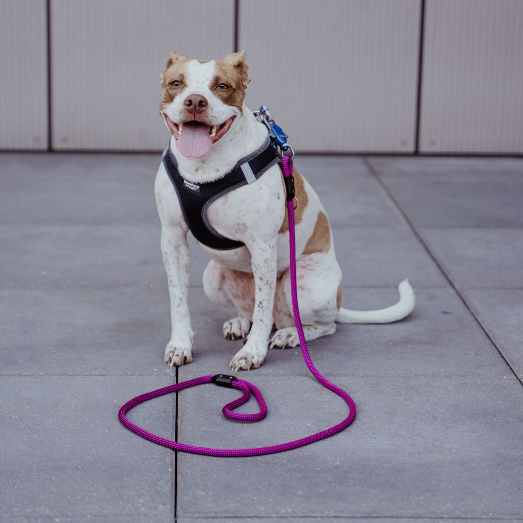 One-Hand Magnetic Leash