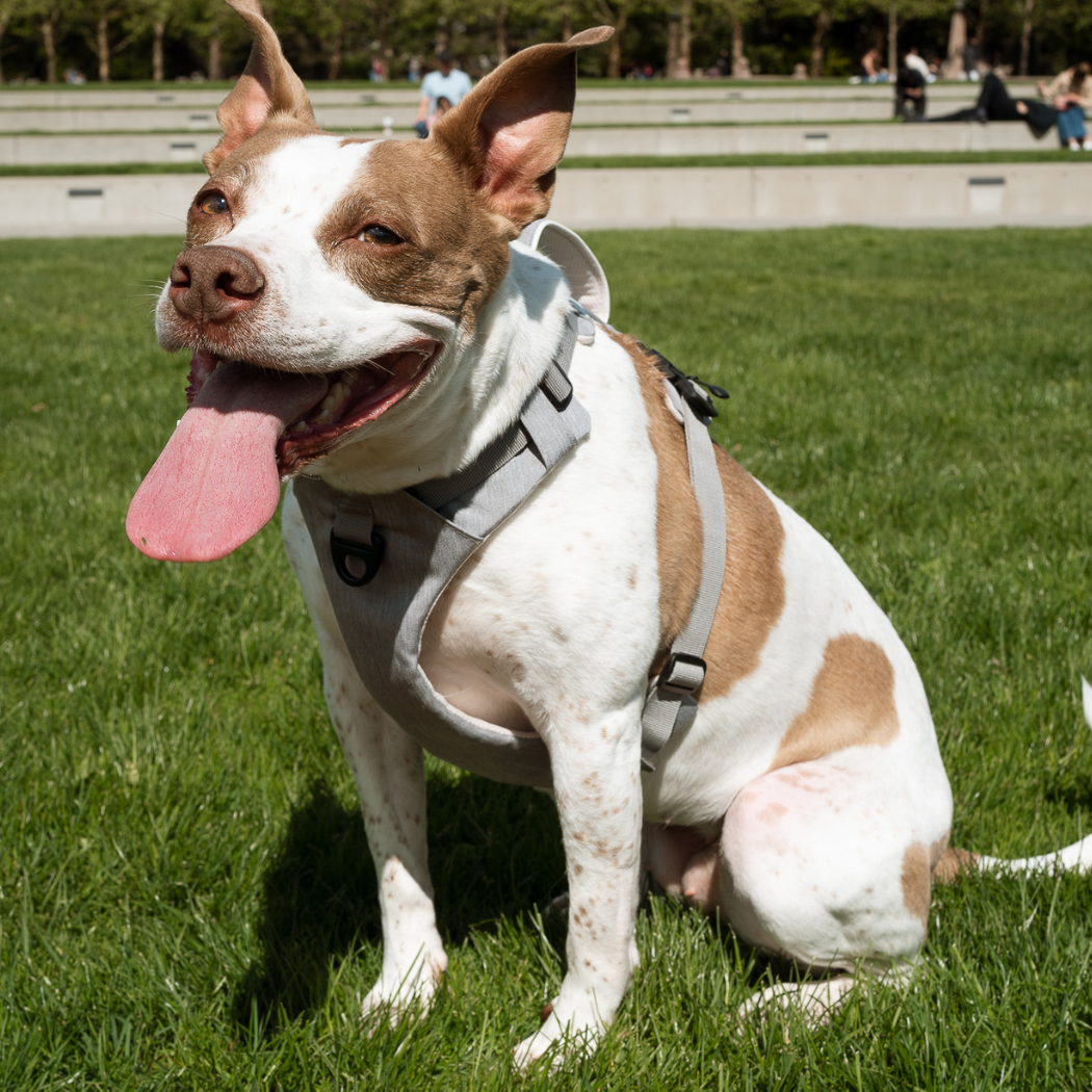 Magnetic Easy-On Harness with Handle