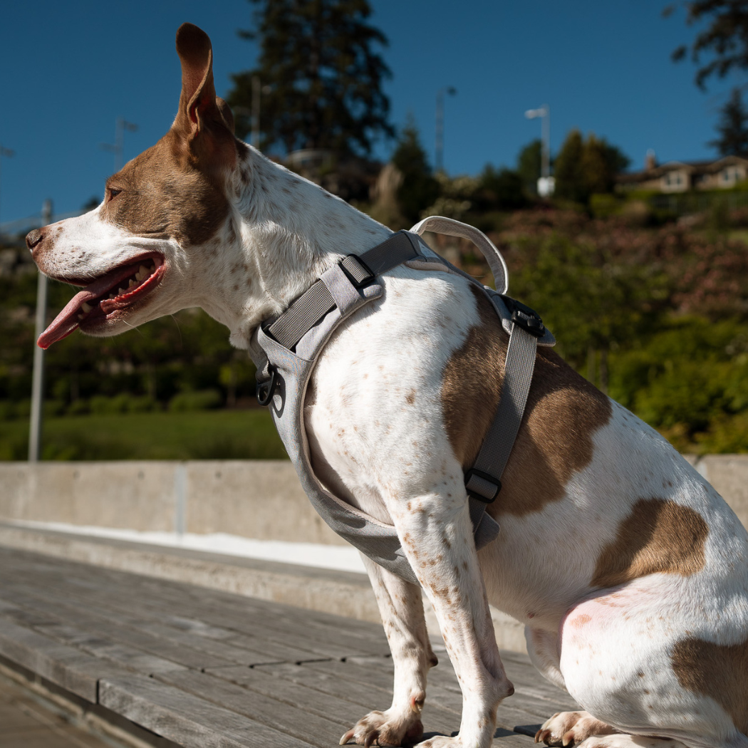 Magnetic Easy-On Harness with Handle