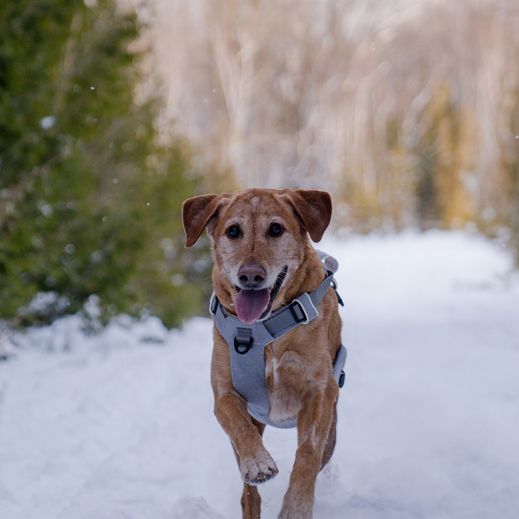 Magnetic Easy-On Harness with Handle