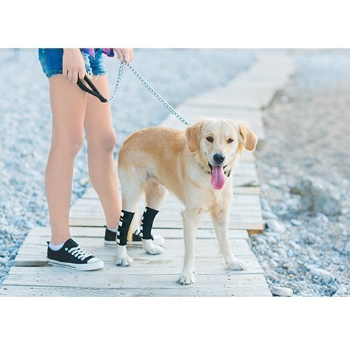 NeoAlly Rear Hock Brace, Large Dogs (Long)