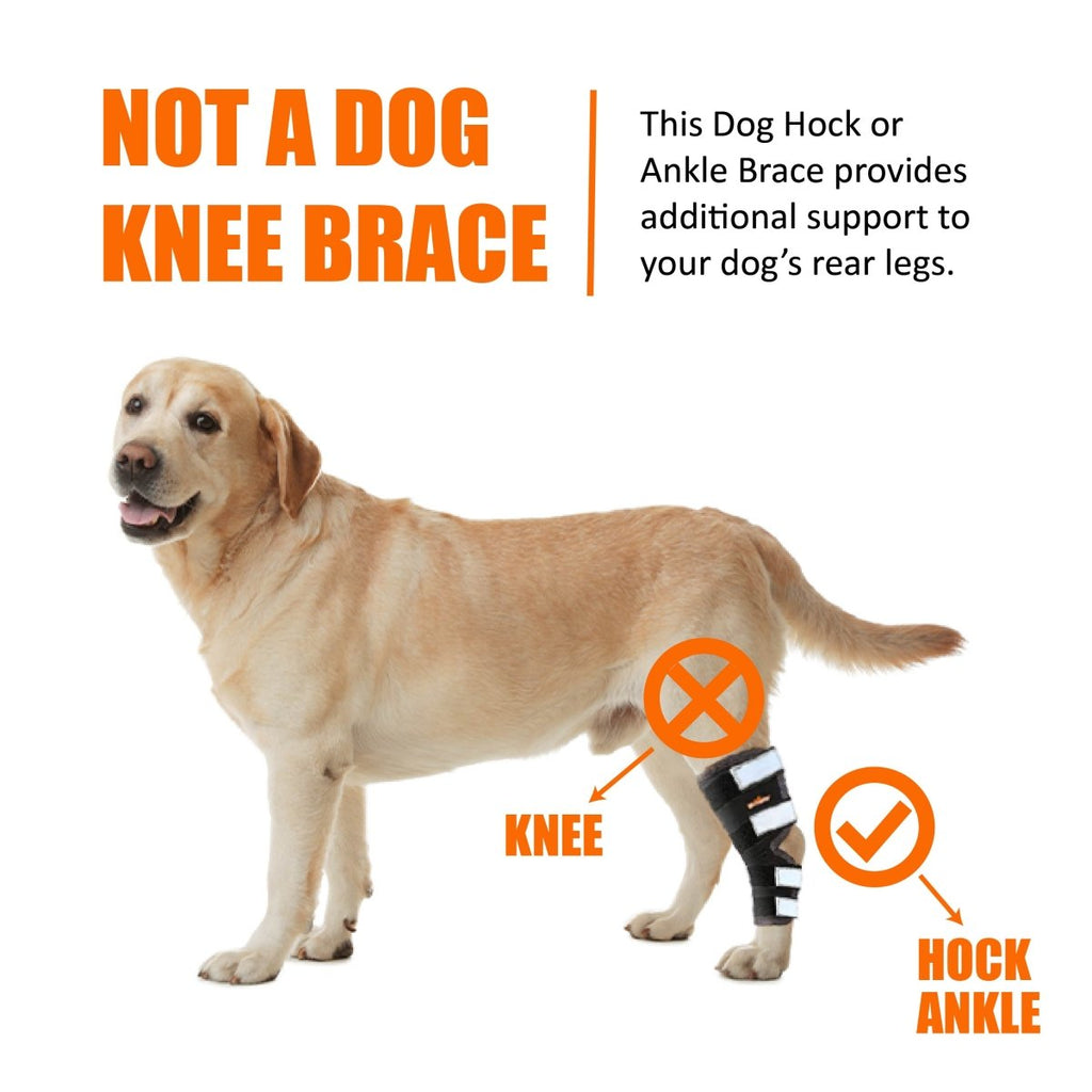 NeoAlly Rear Hock Brace, Large Dogs (Long)