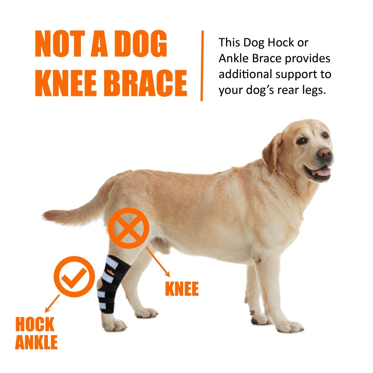 NeoAlly Rear Hock Brace, Large Dogs (Long)