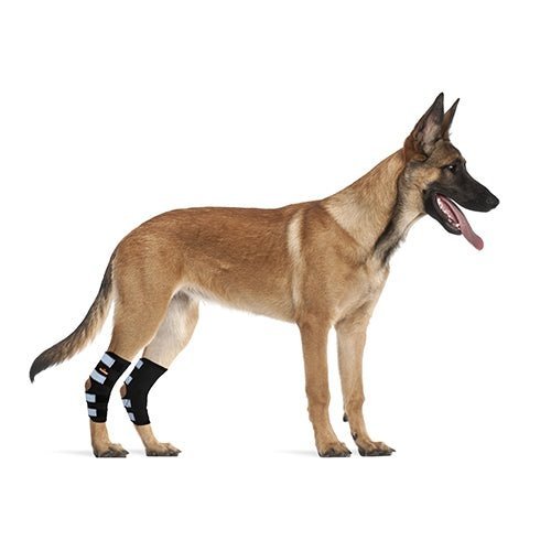 NeoAlly Rear Hock Brace, Large Dogs (Long)