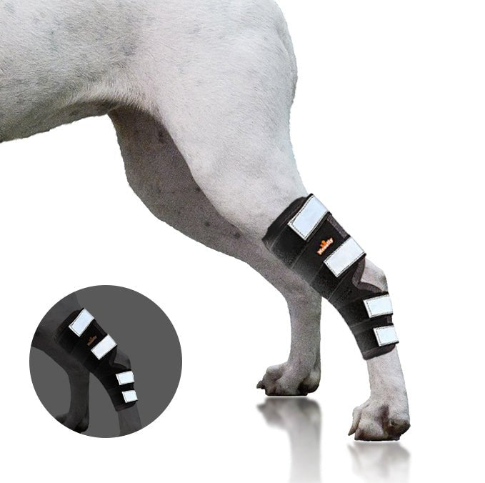 NeoAlly Rear Hock Brace, Large Dogs (Long)