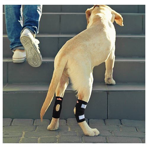 NeoAlly Rear Hock Brace, Small Dogs (Short)