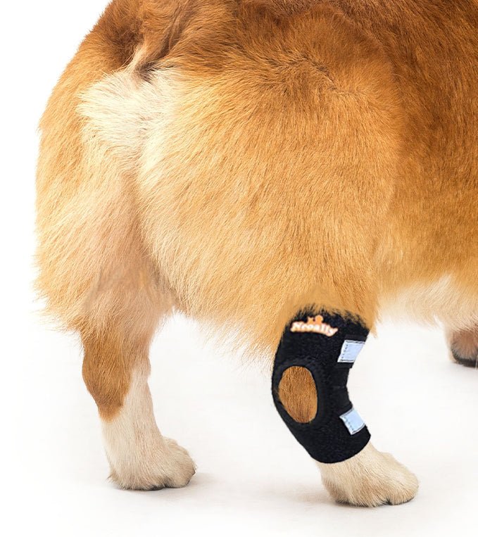 NeoAlly Rear Hock Brace, Small Dogs (Short)