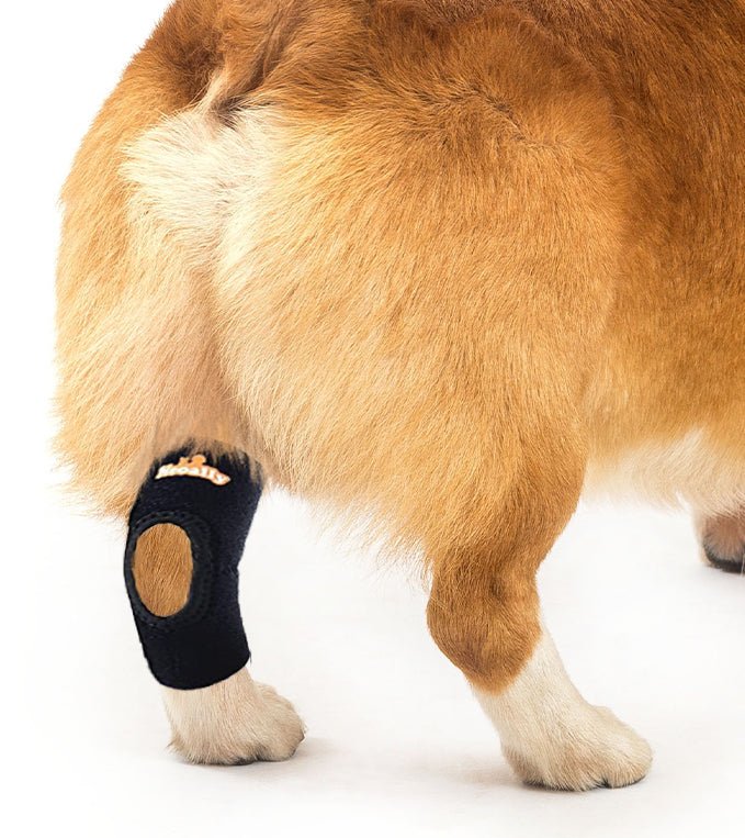 NeoAlly Rear Hock Brace, Small Dogs (Short)